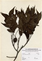 藏品(化香樹)的圖片